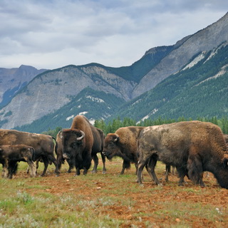 Golden - Bisons